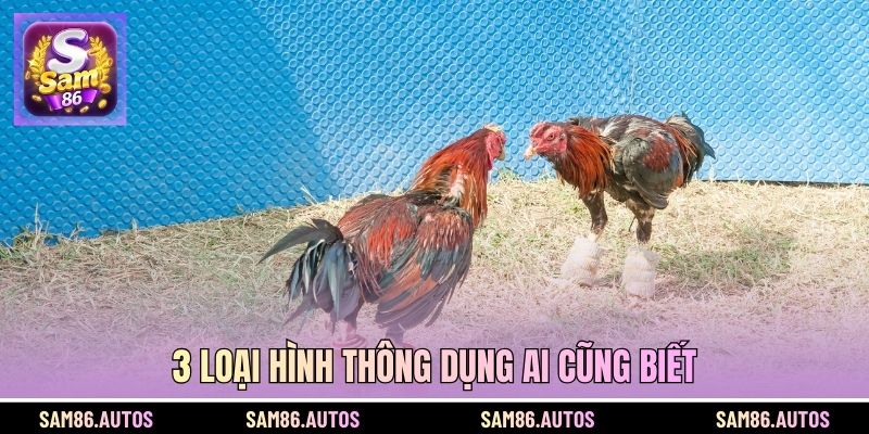 3 loại hình thông dụng ai cũng biết