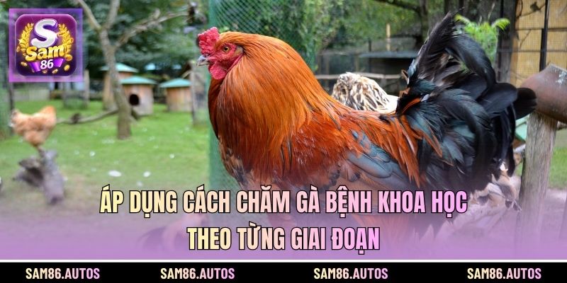 Áp dụng cách chăm gà bệnh khoa học theo từng giai đoạn