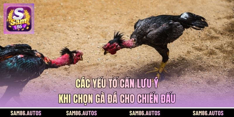 Các yếu tố cần lưu ý khi chọn gà đá cho chiến đấu