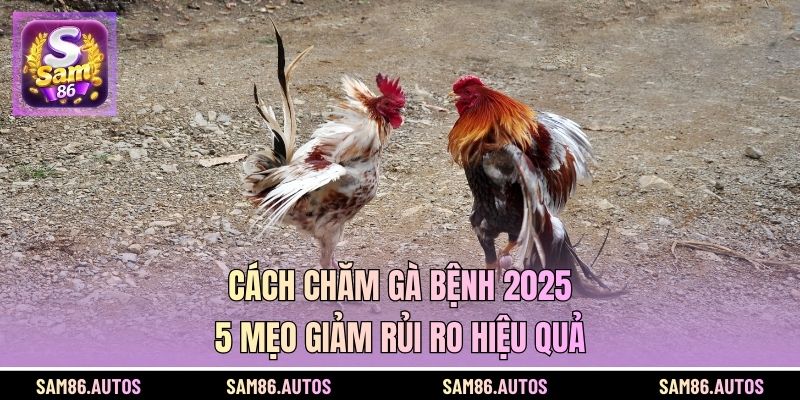 Cách Chăm Gà Bệnh 2025 -  5 Mẹo Giảm Rủi Ro Hiệu Quả