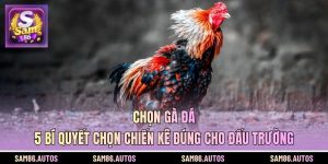 Chọn Gà Đá - 5 Bí Quyết Chọn Chiến Kê Đúng Cho Đấu Trường