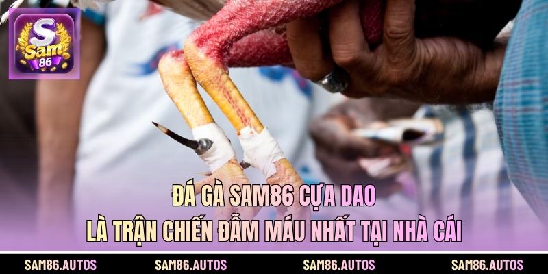Đá gà SAM86 cựa dao là trận chiến đẫm máu nhất tại nhà cái