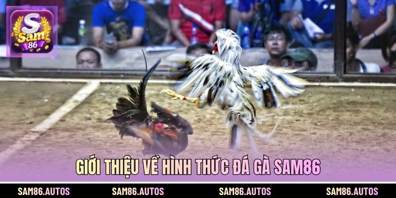 Giới thiệu về hình thức đá gà SAM86