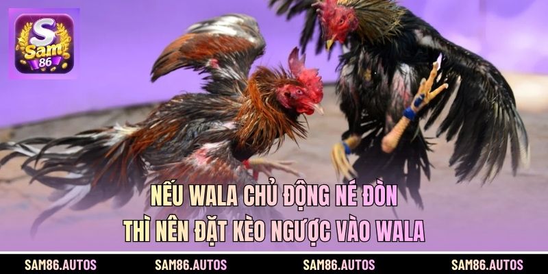 Nếu Wala chủ động né đòn thì nên đặt kèo ngược vào Wala