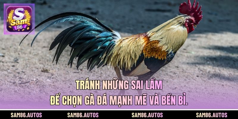 Tránh những sai lầm để chọn gà đá mạnh mẽ và bền bỉ.